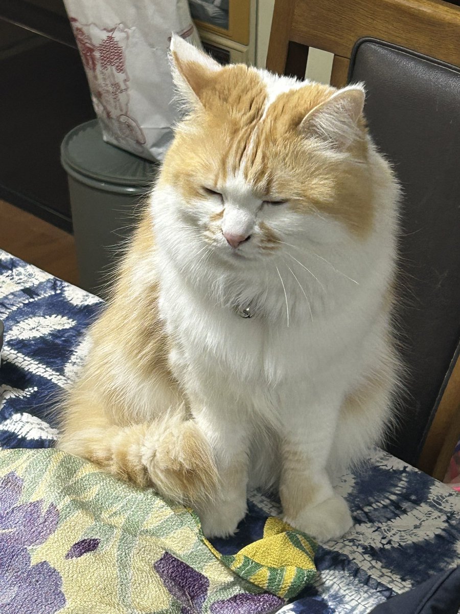 ニャンコ (@The_cat_Peach) on X