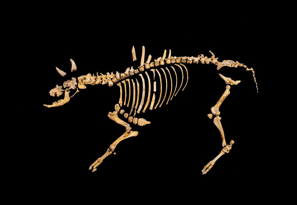 gob_na's tweet photo. 🦴 Duela 4.000 urteko bisonte baten hezurdura aurkitu da Arrafela leizean, Urbasan

Gaur aurkeztu dira hondakinak
@cultura_na
@mavichina 

🏹 Aleak saihetsen artean kobrezko gezi punta bat du; aurkikuntzaren testuingurua Kalkolitoaren amaieran kokatzen da

https://t.co/GvbqOQEovl https://t.co/xqXTbCb4by