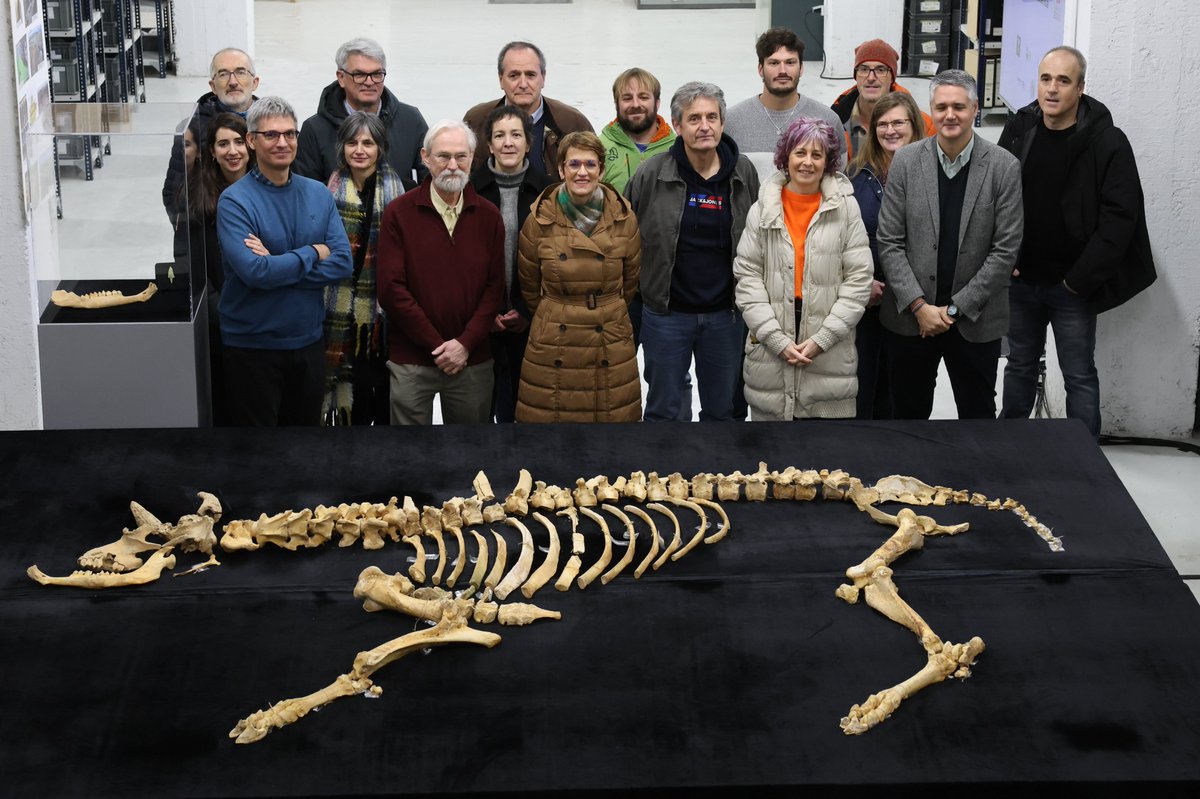 gob_na's tweet photo. 🦴 Hallado un esqueleto de bisonte de hace 4.000 años en la Sima Arrafela, en Urbasa

Hoy ha sido presentado
@cultura_na
@mavichina

🏹 Contiene una punta de flecha de cobre alojada entre las costillas, lo que sitúa el contexto en el final del Calcolítico

https://t.co/E46qza4wAx https://t.co/G17GWkBkOr