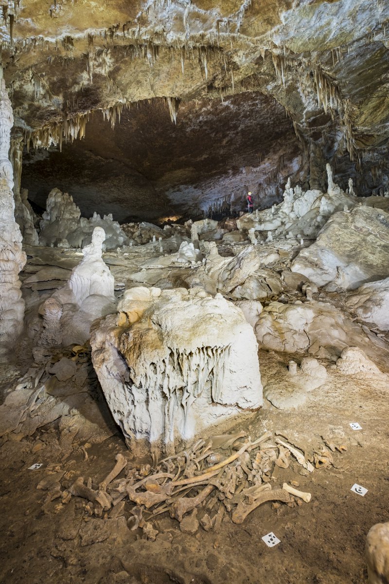 gob_na's tweet photo. 🦴 Hallado un esqueleto de bisonte de hace 4.000 años en la Sima Arrafela, en Urbasa

Hoy ha sido presentado
@cultura_na
@mavichina

🏹 Contiene una punta de flecha de cobre alojada entre las costillas, lo que sitúa el contexto en el final del Calcolítico

https://t.co/E46qza4wAx https://t.co/G17GWkBkOr