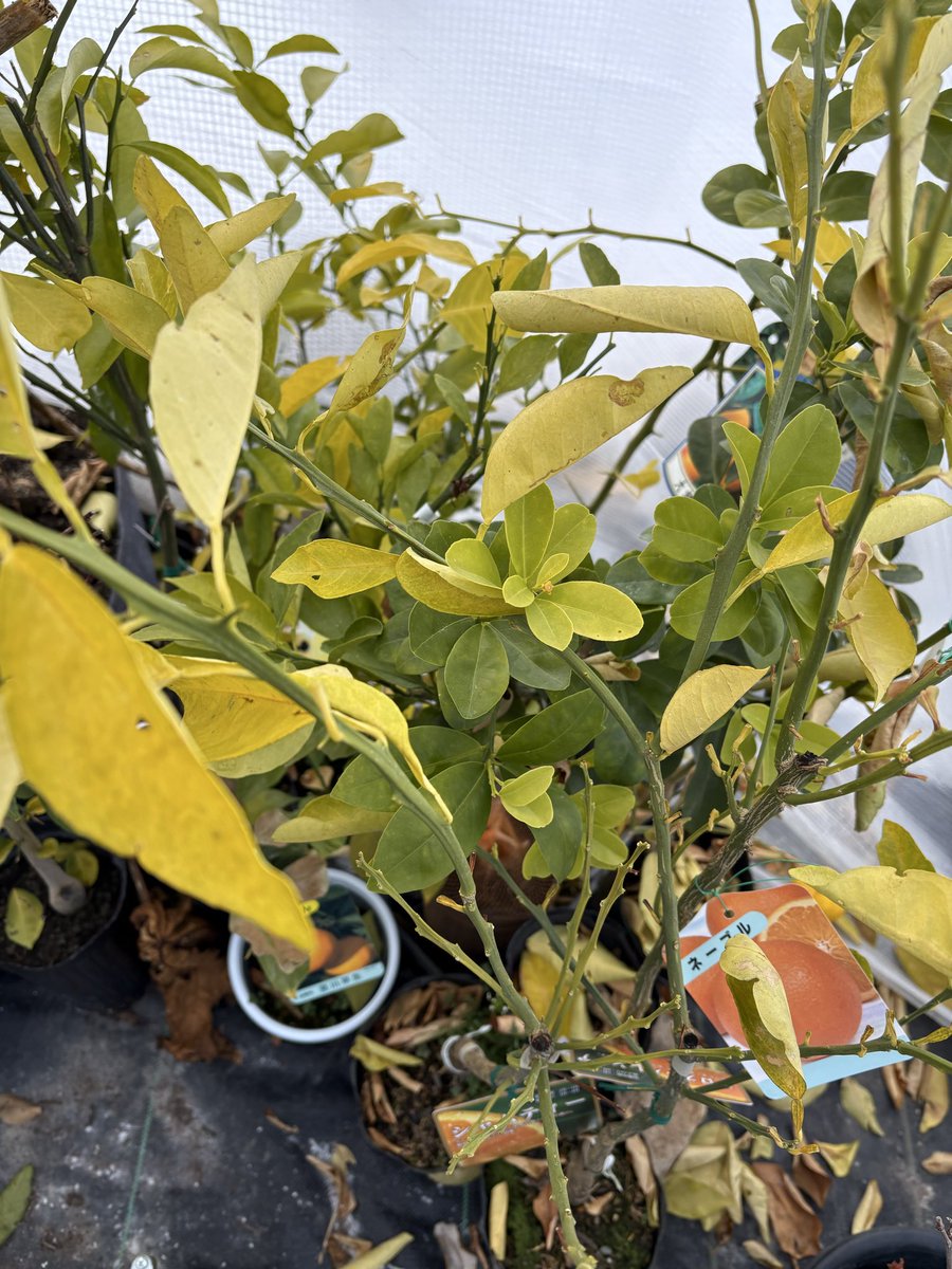 明け方は−10℃を下回る日々ですが、ハウス内の柑橘系🍊🍋とオリーブ🫒の苗木たちは元気にしています。
2月でもこれならもう大丈夫でしょう👌
とはいえ冬がこれですから地植えは無理なので、春になったらルートラップポット（不織布）に植え替え予定です。

#冬越し　#温室　#柑橘系　#オリーブ