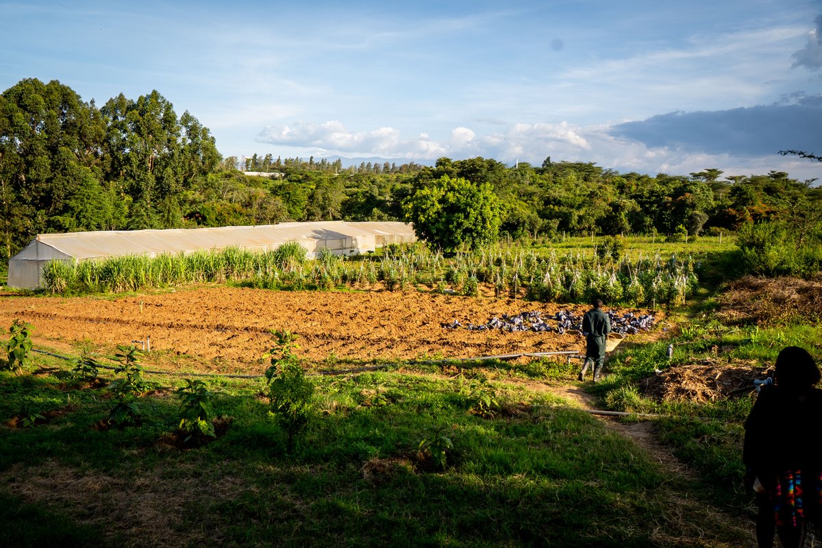 From the land that feeds us, to the families we bring together 

At Maiyan, our farm-to-table philosophy begins long before the plate. It starts in the soil where care, patience, and intention shape every harvest. This is where families reconnect with nature, where children learn