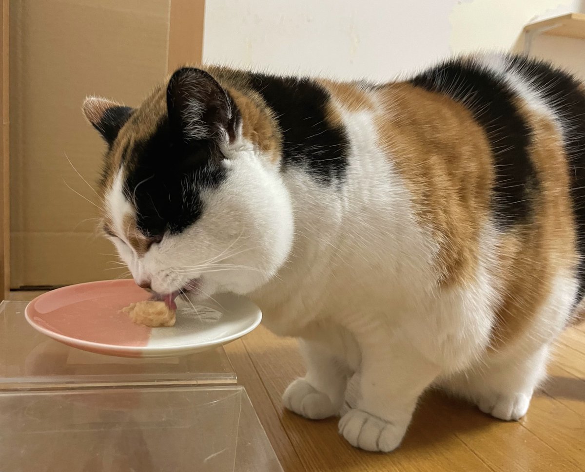 にゃんころもち (@sakura_nyancolo) / Posts / X