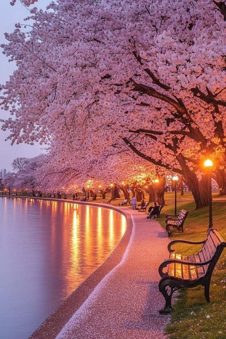 ab_cd_1235's tweet image. Cherry Blossom Japan🌸