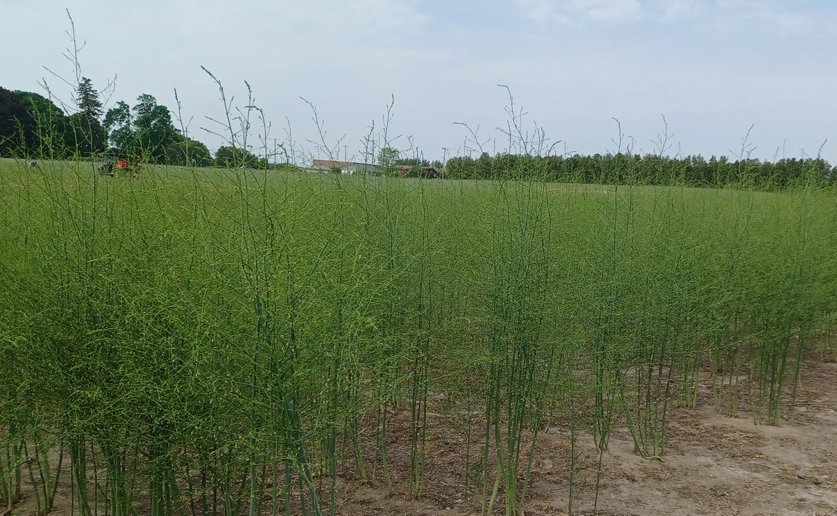 BYott01's tweet photo. Happy SuperFood FunFactMonday!  DYK many consider asparagus as evolutionarily odd?  Grows like a grass; stores energy underground like a bulb; looks like a fern; makes tiny flowers &amp; seeds for birds; yet it lives for decades.  This combo is unusual and typically does not exist! https://t.co/ucTDYYncFi