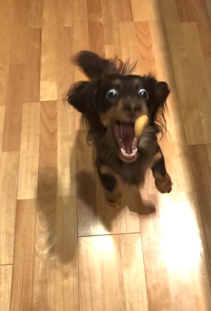 lucoand's tweet photo. おやつめがけてじゃーんぷっ♬
お口に入った途端に
真顔になるのウケる🤣 https://t.co/NJudEM4wPO