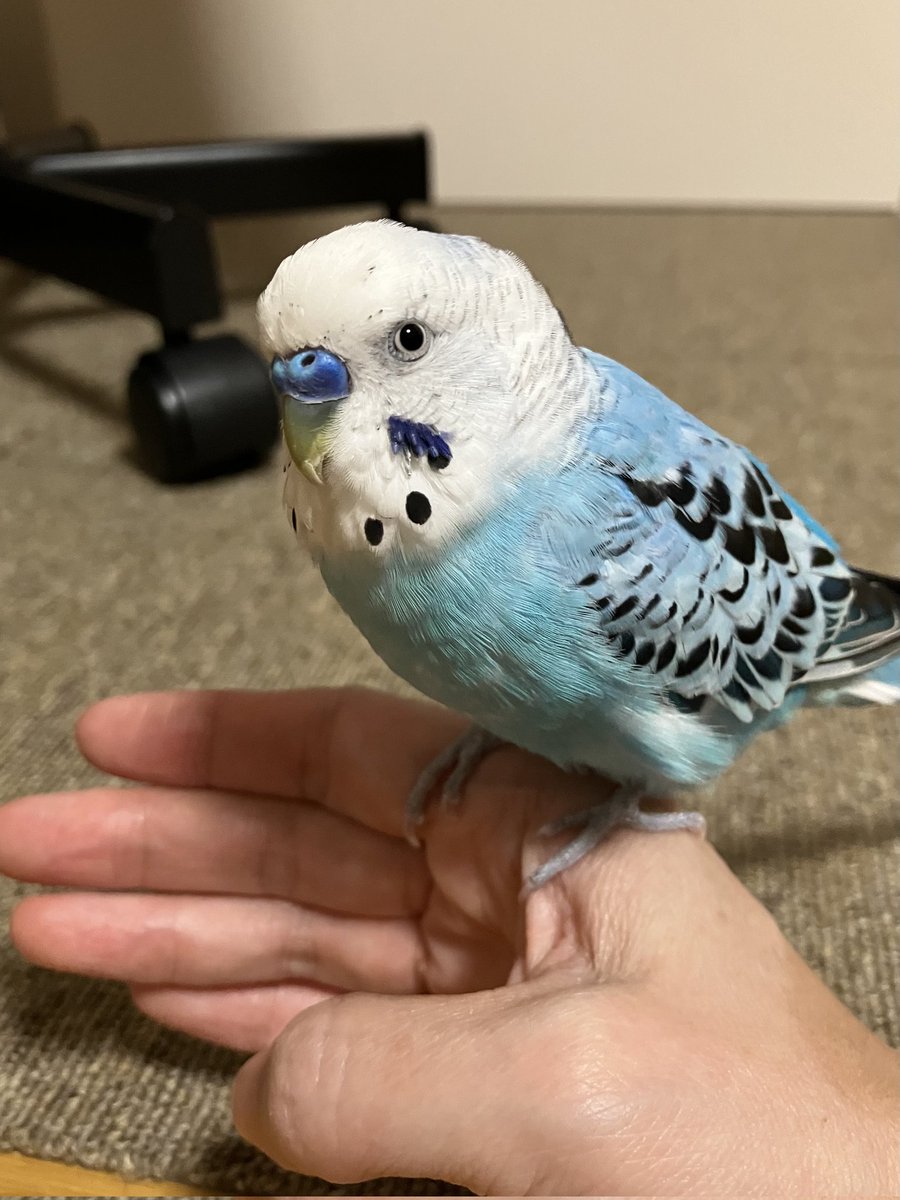 今日もかわいいね🩵
#セキセイインコ
#ピッチー