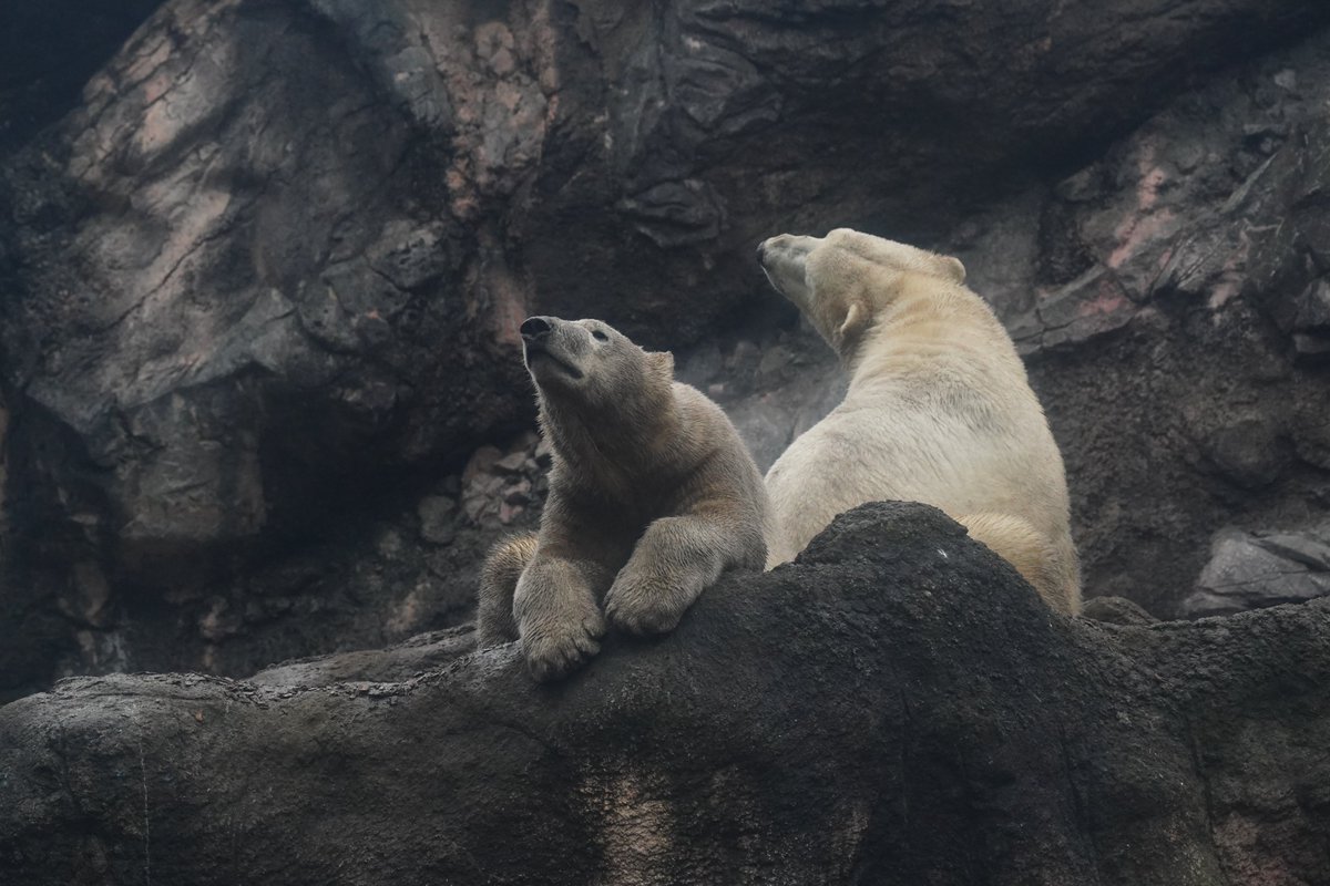 昨日は15時半頃もホッキョクグマ舎に寄りました。
もう出発したかなー？なんて言いながら…
もう🌈渡っていたんだね
親子もどことなく寂しそうに見えたよ😢

#ゴーゴ #ズーラシア
