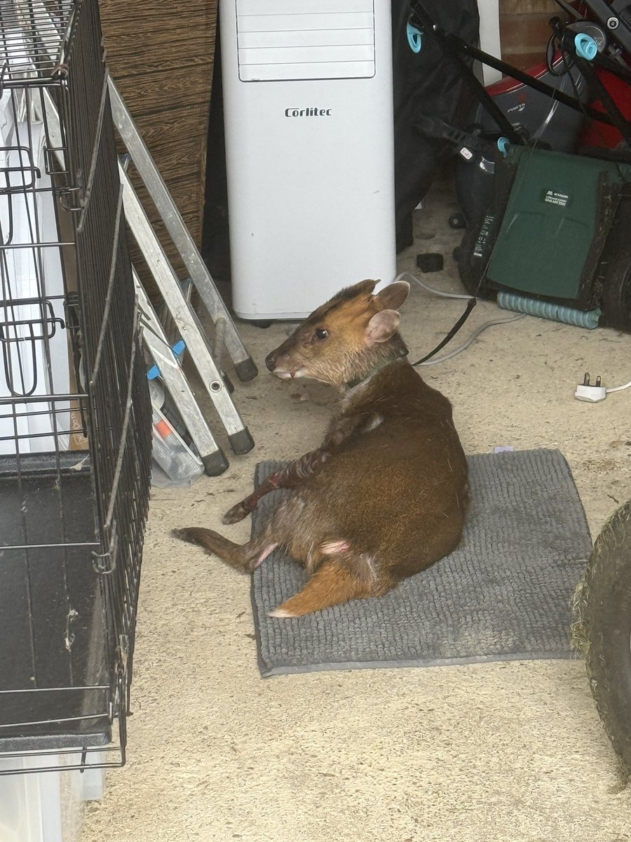 FPL Focal tweet media