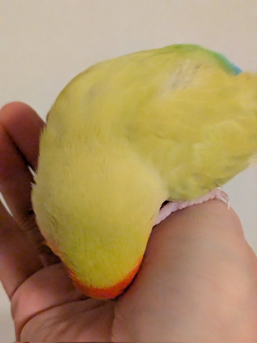 プーちゃん今日も甘えたさんでした☺️