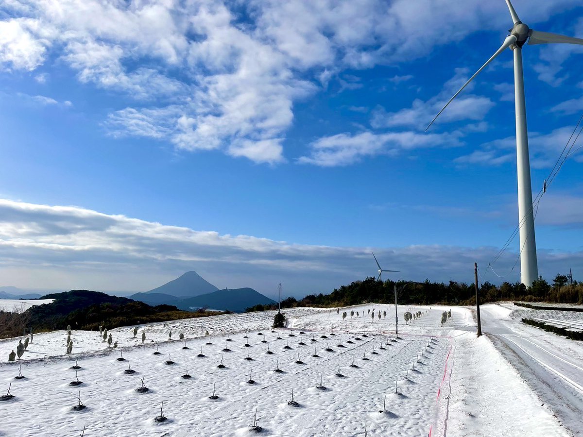 daimaoudaimaou's tweet photo. ◎白銀の牧神岳ファーム

大摩桜の鶏糞を堆肥化し、柑橘系、山椒の木を育てている牧神岳の様子です❄️
鹿児島とは思えない白銀の世界が広がり、非日常となる日でした。
木々達の防寒対策も丁寧に行いましたので、もう少し寒い季節が続きますが一緒に乗り越えていきます！
#大摩桜　#山椒　#柑橘 https://t.co/02wFkwBFQE