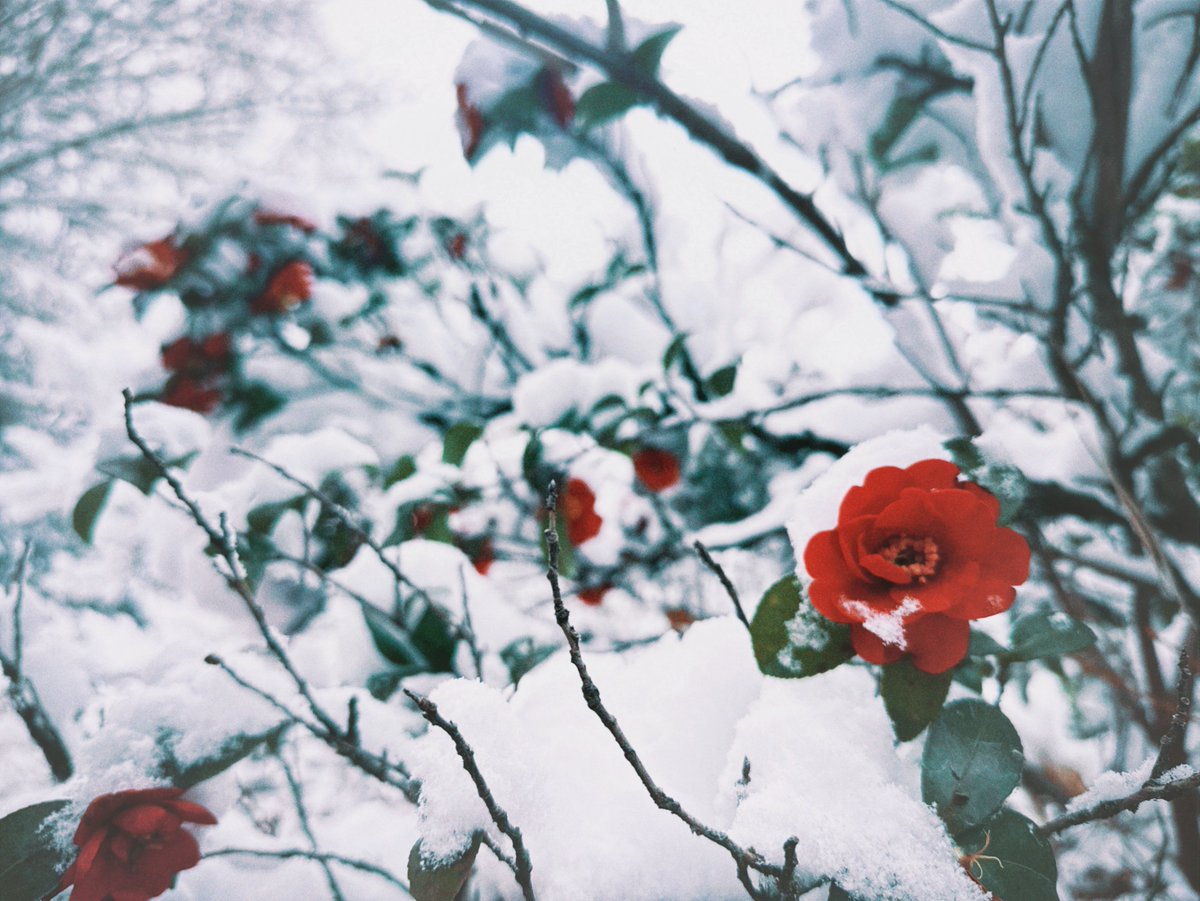 中禅寺 tweet media