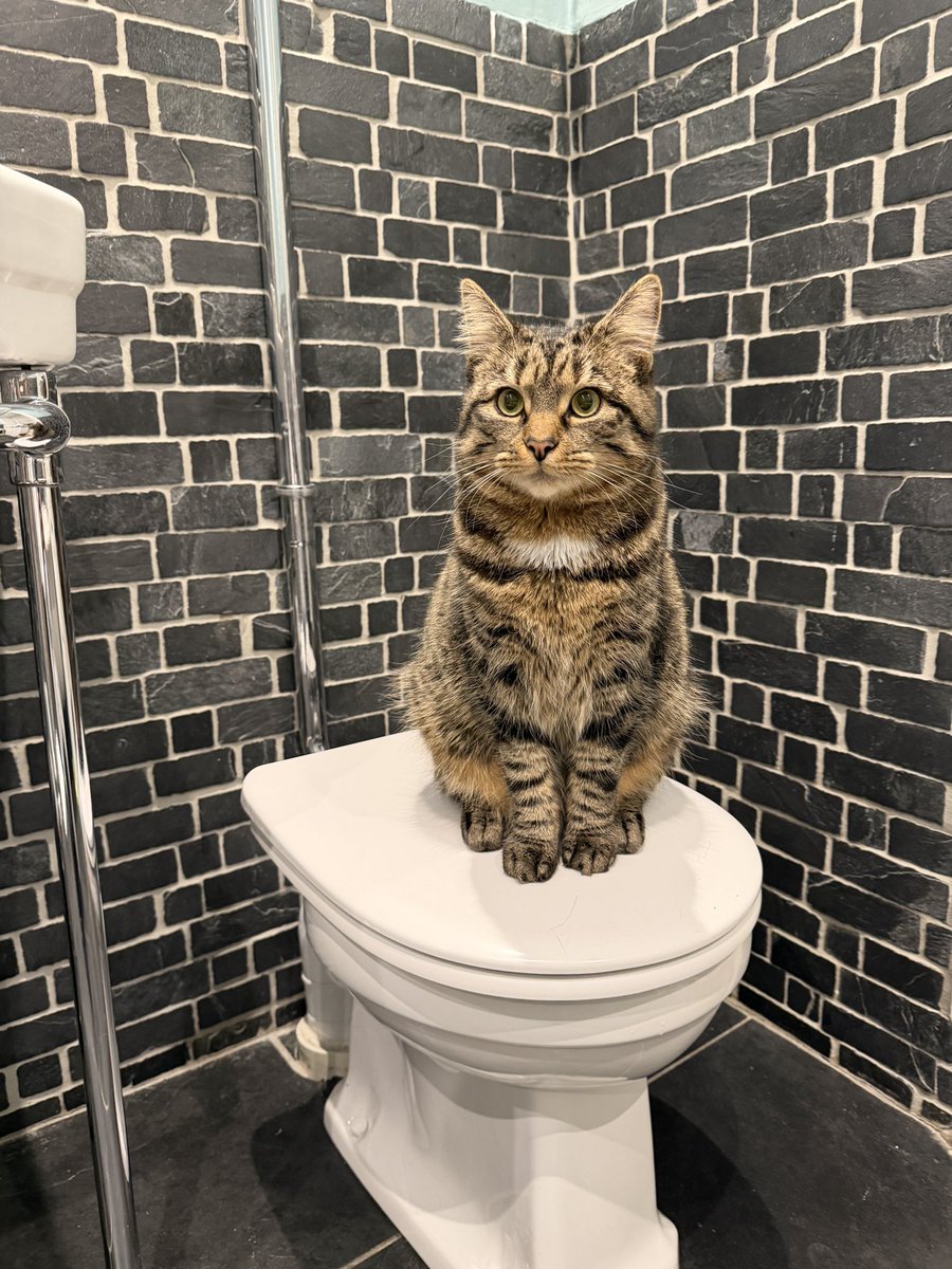 Ms Poppy Puffy Cheeks tweet media