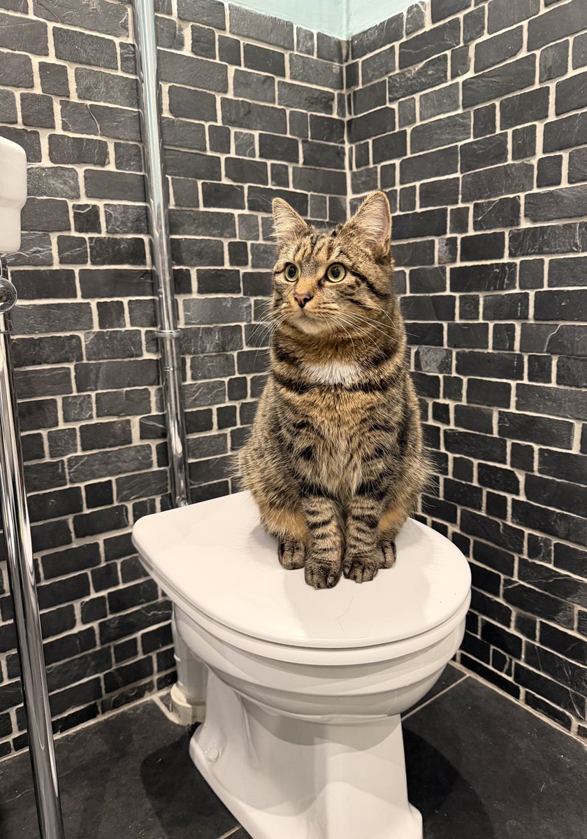 Ms Poppy Puffy Cheeks tweet media