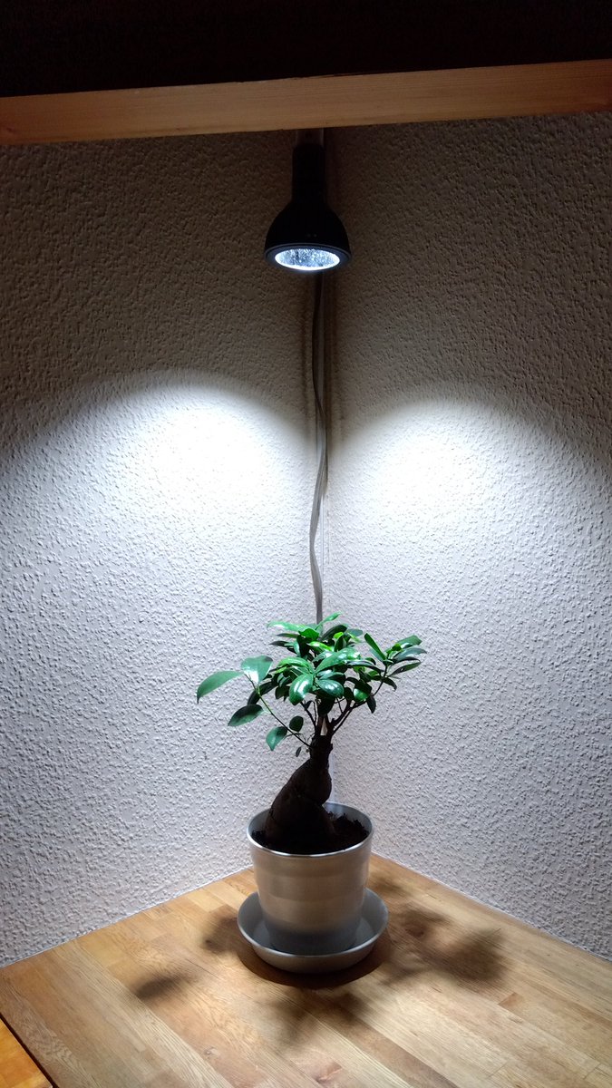 metal890slm's tweet photo. 我が家にガジュマル迎えました、アマテラス LEDでライトアップ。
なかなか良いのでは…✨🤔
#ガジュマル #観葉植物 #AMATERASLED #植物のある暮らし https://t.co/vSQhg44dj8
