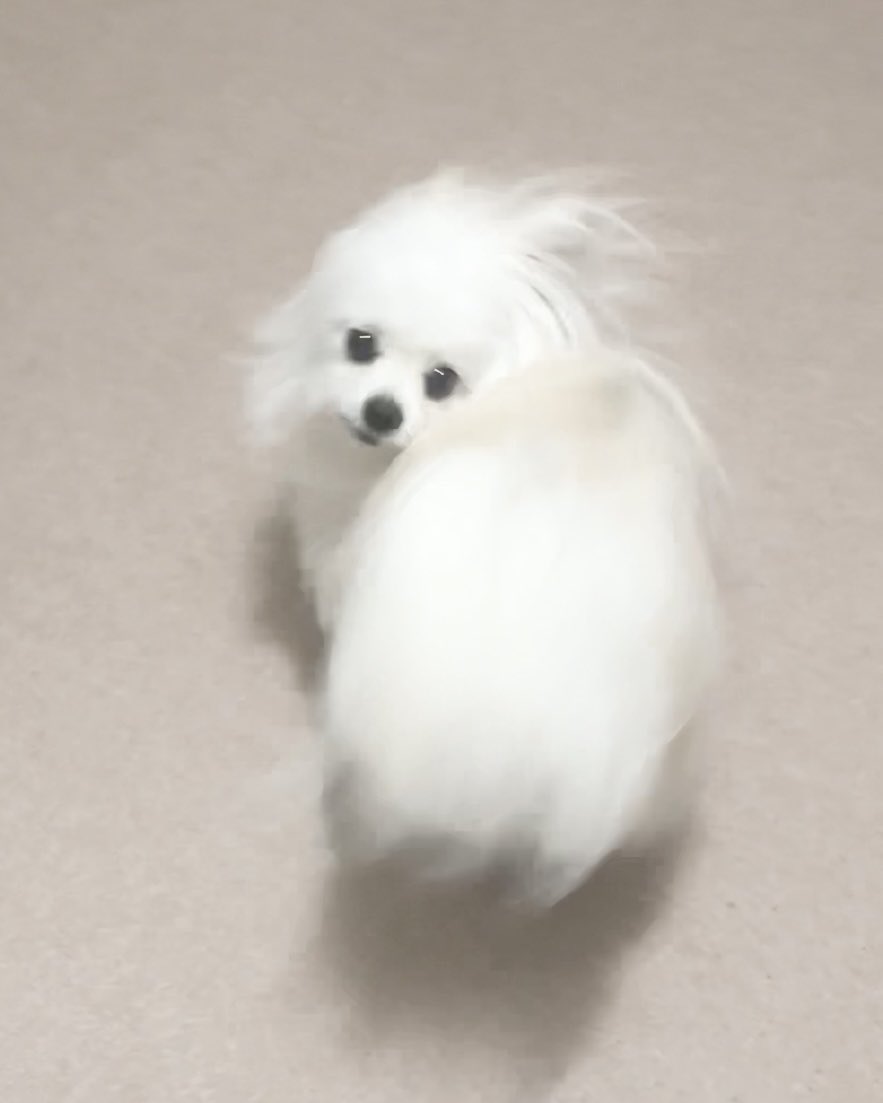 かわいーぬ (@kawai_nu_san) / Posts / X