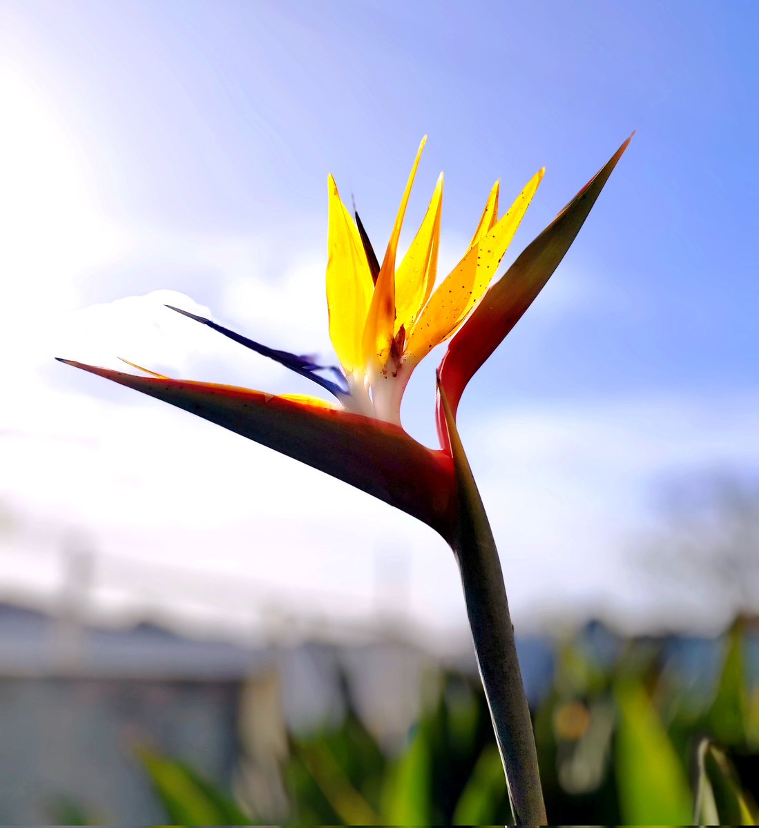 Bom dia! Luz perfeita, céu limpo e uma Estrelícia que rouba toda a atenção. Às vezes basta um detalhe para transformar uma foto. Boa 2°f
#ruifototerapia