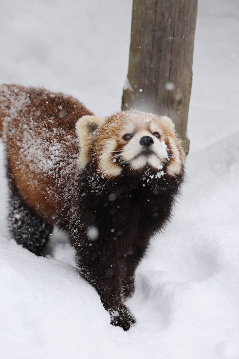 あんここ tweet media