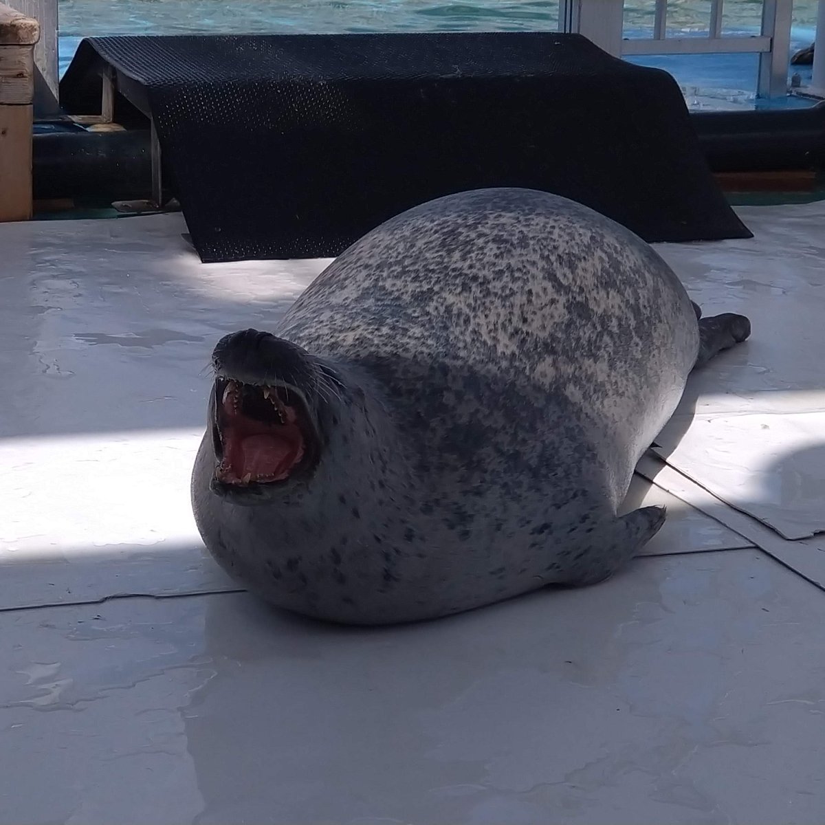 このタグを見たひとはめっちゃかわいいアザラシさん貼って