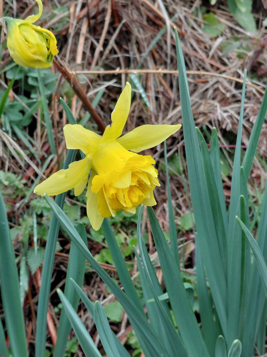 JeremyGaskell's tweet image. Wild Daffodils growing on a wayside bank on a rather grey morning in Gascony.
  A drake Mandarin Duck which alighted to feed with other wildfowl beside a large local reservoir was a surprise.
