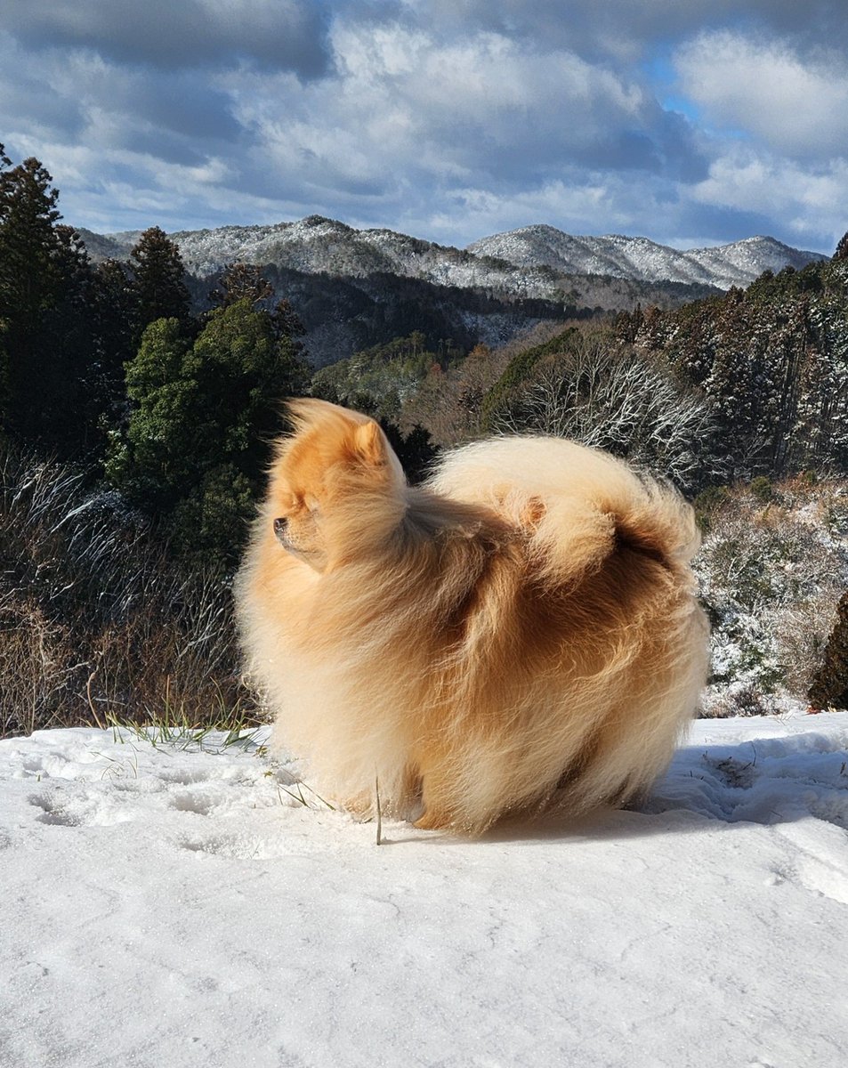 向かい風…　踏ん張ってたら
追い風キター🐶💦
　　　　　　#ポメチー　#pomchi 
　　　　　　#チワポメ