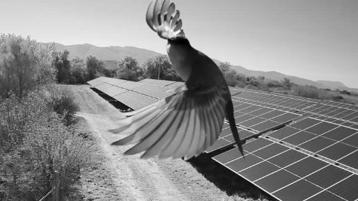 En los #parquessolares, no todo lo que se mueve es una amenaza. La tecnología de verificación inteligente de #Turkana distingue entre fauna 🦅 y riesgos reales, reduciendo falsas alarmas y asegurando respuestas de seguridad eficientes. 

👉🏻turkanasecurity.com.