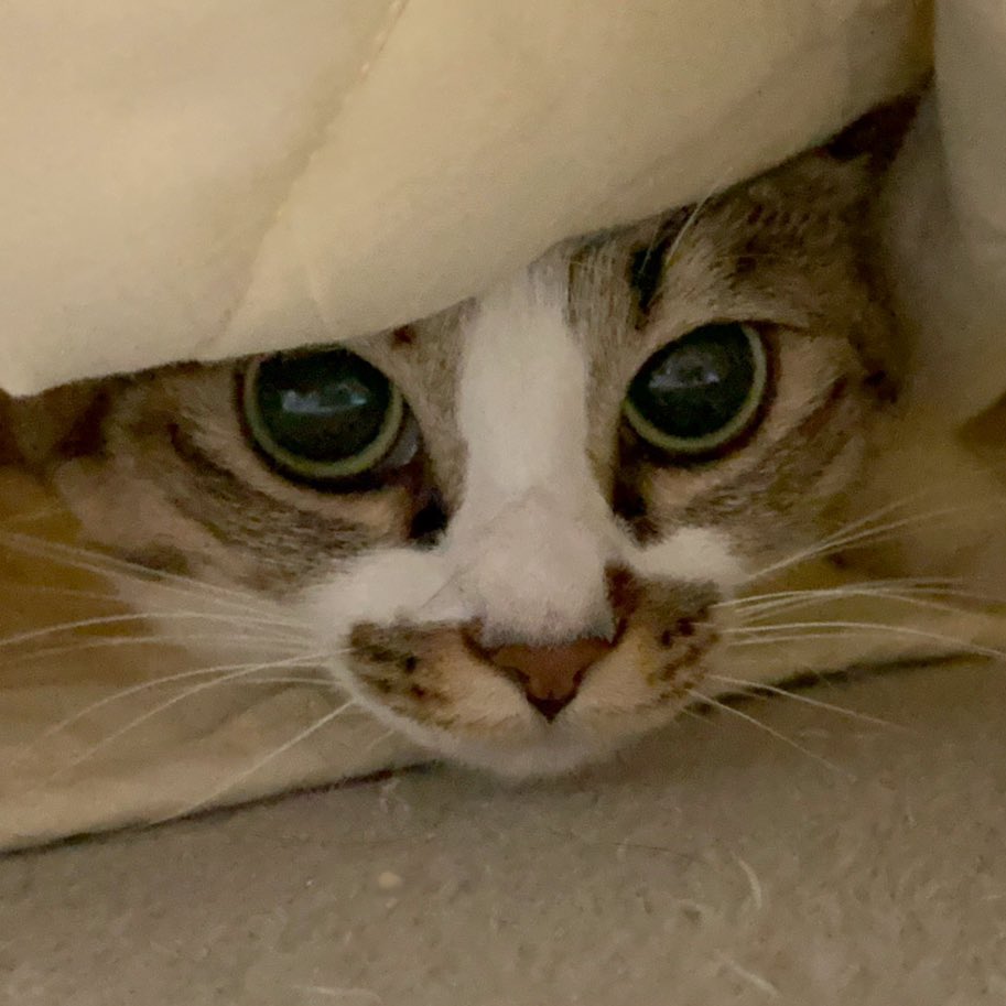 つくきな❤︎ココテテ🐈‍⬛⸒⸒⸒⸒🐾 (@tsukukina971) / Posts / X