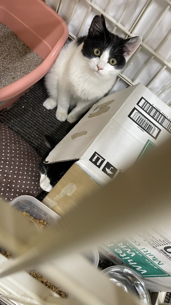 Post by 猫教授 on X: じゃ、また明日ね