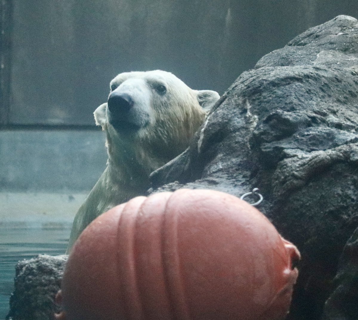 ゆかたん (@yu_ka7493) / Posts / X