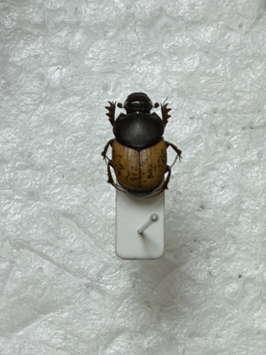 チャバネエンマコガネの標本 日本では北海道にしか分布してないらしく