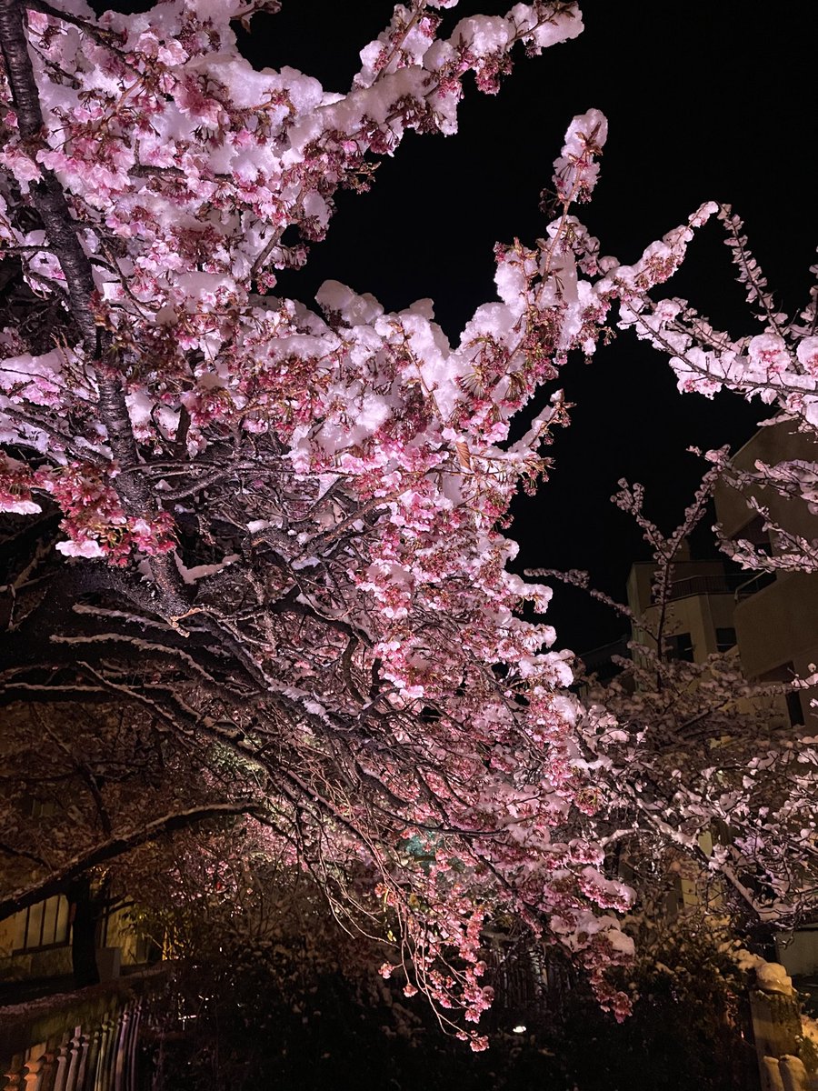 熱海•雪•夜桜
