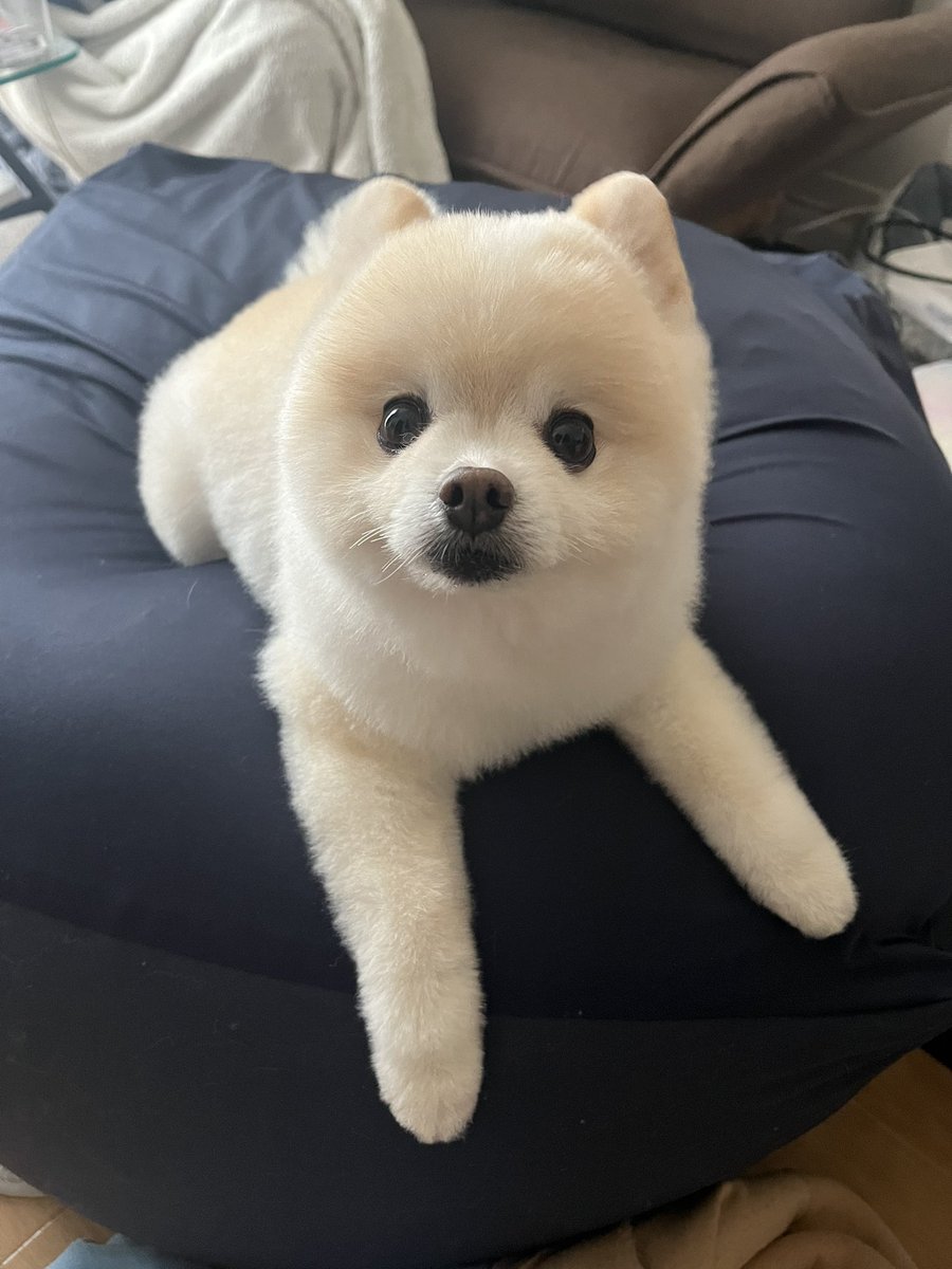 ぽんすけ大先生 (@yuyuyuyumee) / Posts / X