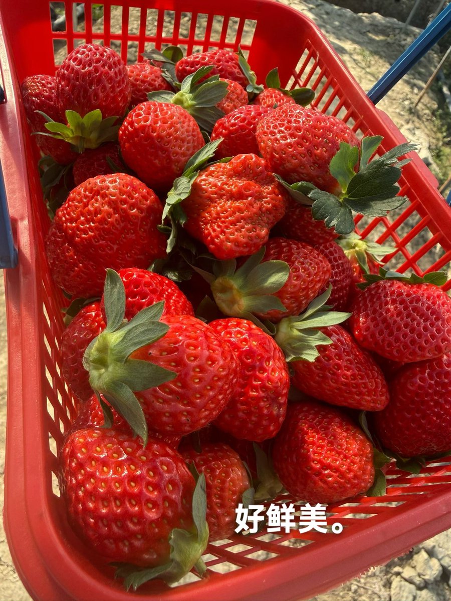 duedue26's tweet photo. 每个都红得像涂了颜料。心情好美丽🥰🥰🥰 https://t.co/1TEmmYx01F