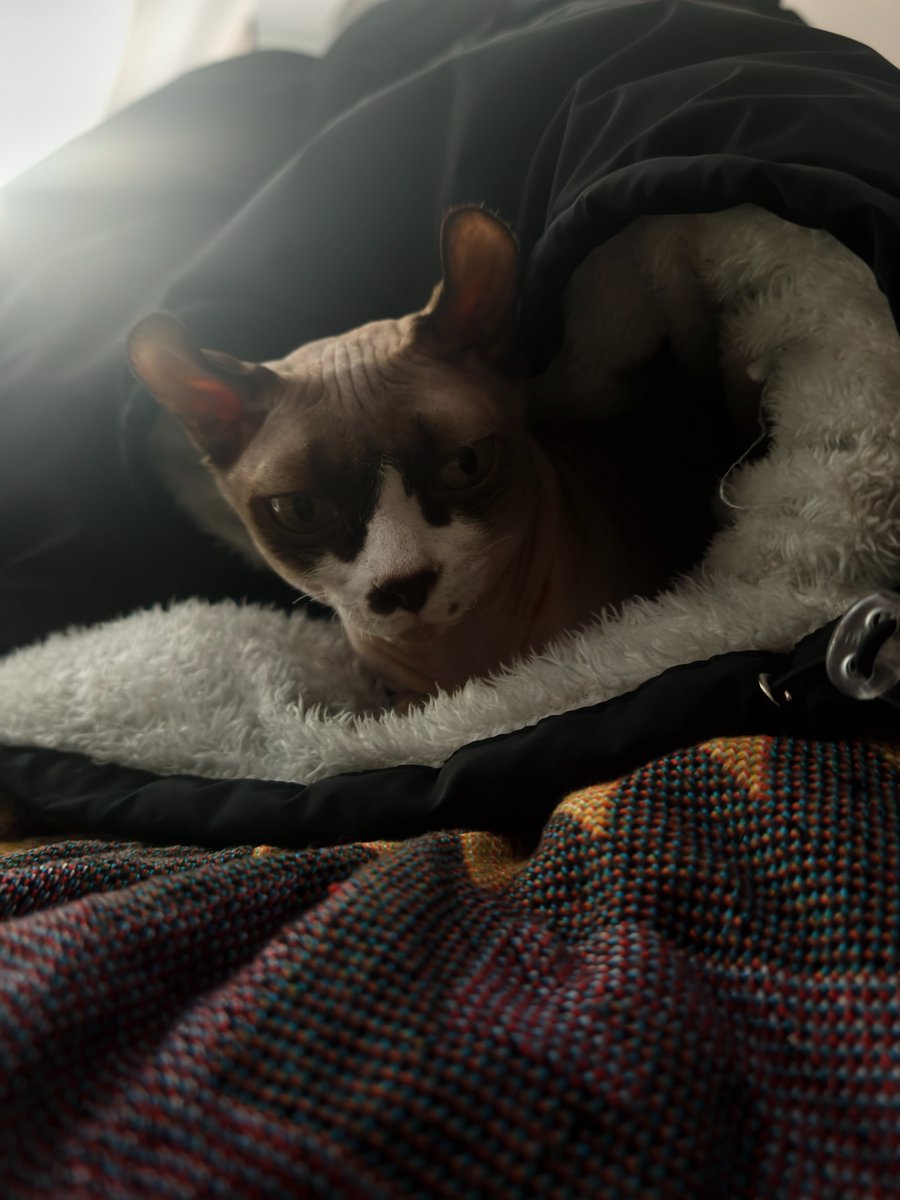 Evgn614's tweet photo. 你这只狡猾的猫，快从我衣服里出去 https://t.co/ZuSebKIrVd