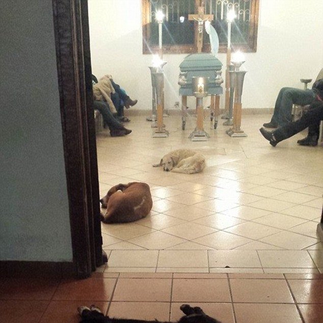Cultination1's tweet photo. 🇲🇽🥹🐕 LE MOMENT INCROYABLE OÙ DES CHIENS ERRANTS ONT FAIT LE DÉPLACEMENT POUR LES OBSÈQUES D’UNE FEMME QUI LES NOURRISSAIT… DANS UNE AUTRE VILLE.

Margarita Suarez, une femme de Mérida (Yucatán, Mexique), était connue dans son quartier pour sa générosité sans limite envers les animaux errants. Chaque matin, elle nourrissait les chiens et chats qui venaient chez elle. Quand elle sortait, elle emportait toujours un sac de nourriture pour les animaux qu’elle croisait dans la rue.

Margarita est décédée début mars 2015 après une longue maladie. Les funérailles ont eu lieu dans un salon funéraire à plusieurs kilomètres de son domicile habituel, dans une autre ville.

Une dizaine de chiens errants arrivent un par un, comme s’ils savaient. Ils entrent dans la chapelle, se couchent calmement autour du cercueil et restent pendant toute la veillée. Les employés de la maison funéraire jurent n’avoir jamais vu ces chiens auparavant, personne ne les a appelés ni nourris ce jour-là.

Le jour de l’enterrement, les chiens forment même une procession derrière le corbillard, suivant le cercueil jusqu’au bout. Ils ne repartent qu’une fois le corps préparé pour la crémation.

Margarita n’avait peut-être pas de grande famille humaine… mais elle avait ces chiens qui l’ont accompagnée jusqu’au bout, venus d’une autre ville pour lui rendre hommage.
( Daily Mail )