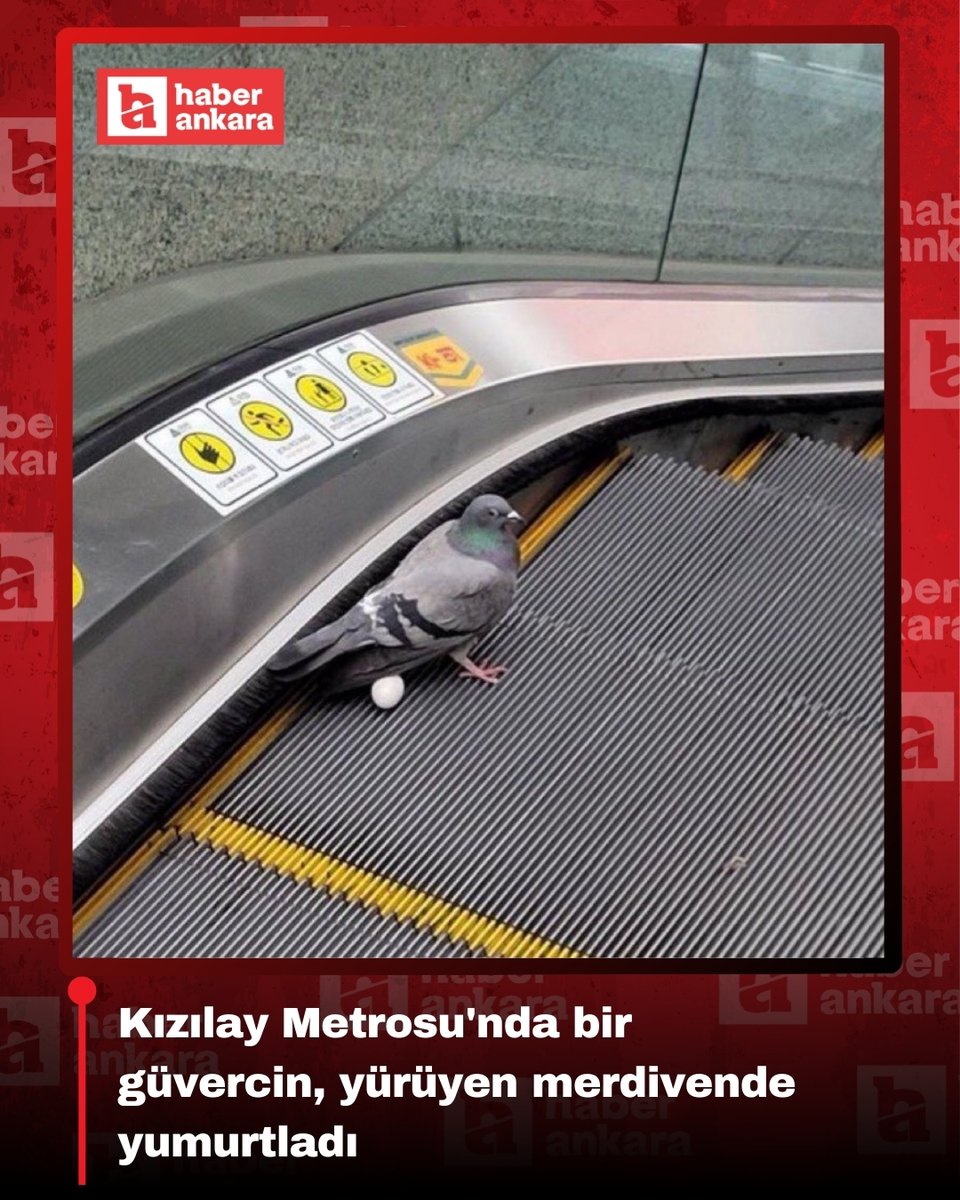 haberankaracom's tweet photo. 🕊️Kızılay Metrosu'nda bir güvercin, yürüyen merdivende yumurtladı https://t.co/yVZLeeVgRK