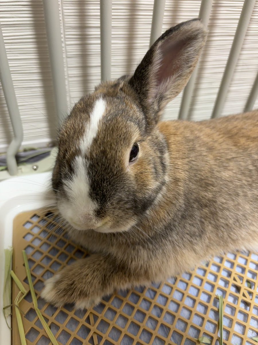 nn_lapin's tweet photo. のんびりななさん https://t.co/8Y1lYhDPvD