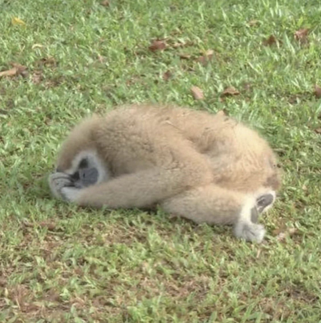 원숭이 아카이브 tweet media