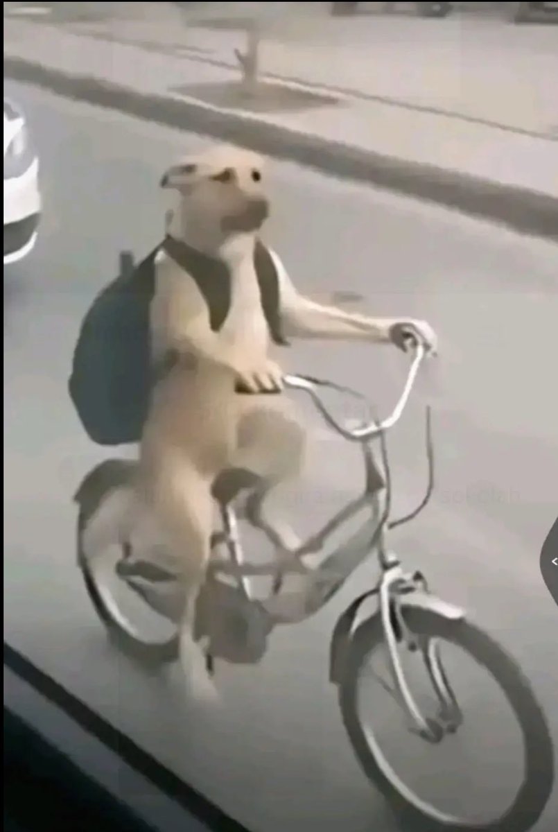 billkiningitis's tweet photo. kingdao would love this dog meme 😔😔😔😔 kangen kingdao 😔😔😔😔 king dao apa kabar ya kak ayu.. kemaren dia ikut turnamen gaakkk? 🥹 @oomypp https://t.co/UhQps37m30