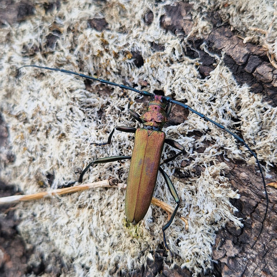 Baker Consultants - Ecology and Ecoacoustics tweet media