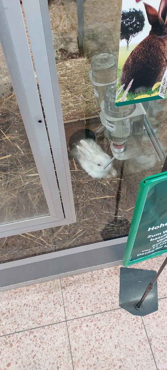 Hop2saverabbits's tweet photo. We’re at 6,448. Next goal: 7,500.
We need 1,052 more.
If you’ve ever loved a rabbit — please RT + sign. 🐰
https://t.co/MCd4rwRi1b
🌐 https://t.co/ytFswfeSCD
#HopToSaveRabbits #ProtectRabbits