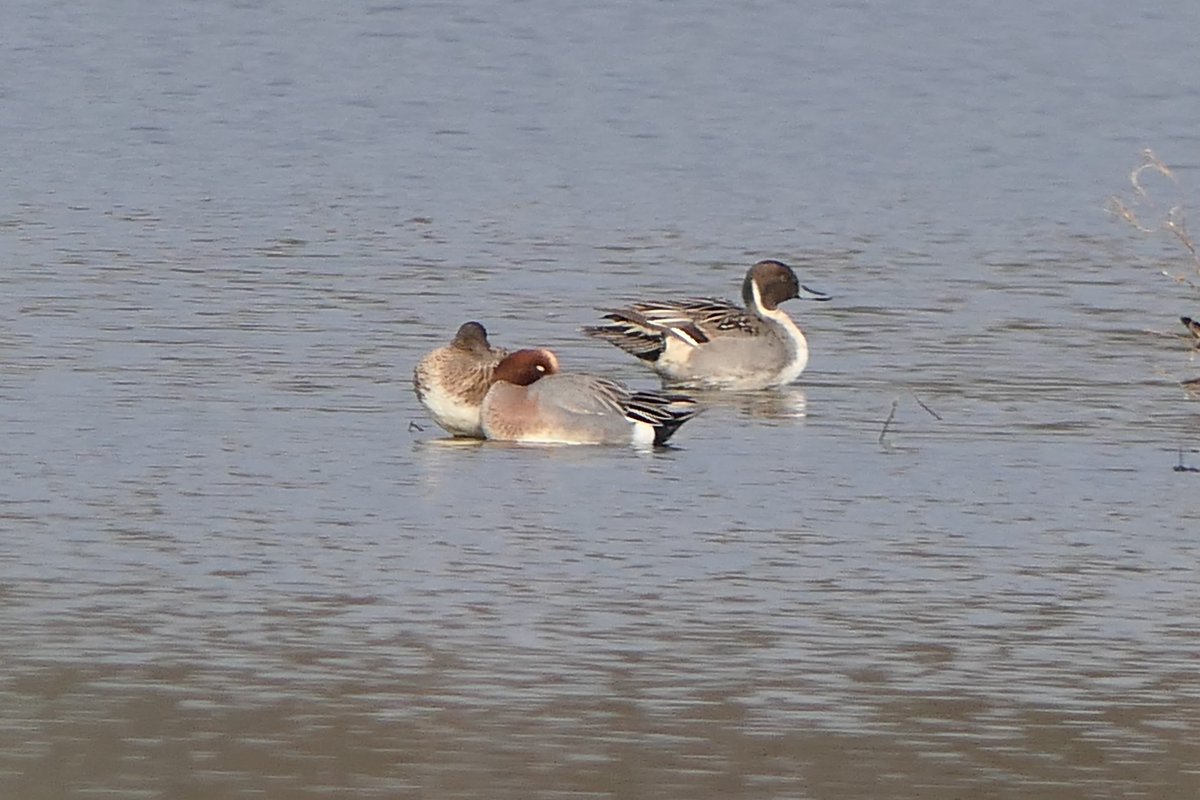 𝓡𝓮𝓿𝓭 𝓓𝓪𝓿𝓲𝓭 𝓐𝓽𝓴𝓲𝓷𝓼𝓸𝓷 tweet media