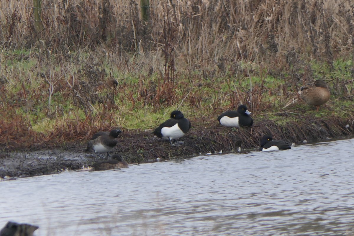 𝓡𝓮𝓿𝓭 𝓓𝓪𝓿𝓲𝓭 𝓐𝓽𝓴𝓲𝓷𝓼𝓸𝓷 tweet media