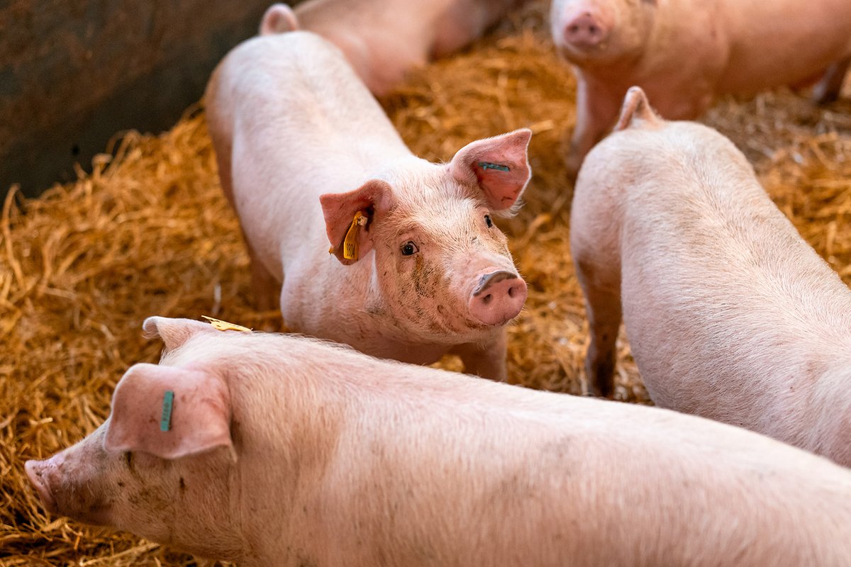 SEFARI Gateway tweet media