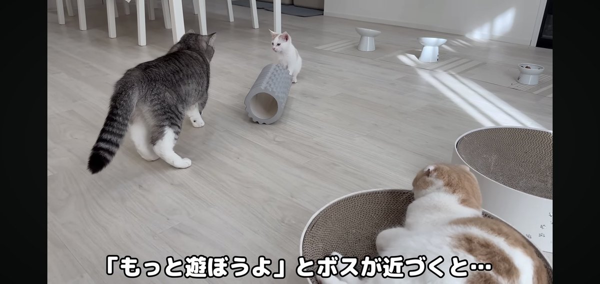 フォウ (@EMs5B5rXk3nxWbS) / Posts / X