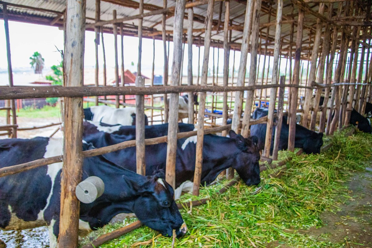 AgaciroPress's tweet photo. This is in @KayonzaDistrict, in #Ndego sector, where the company called #PRODEV decided to investe in Floriculture on area of 350 hectares which is used for flower farming, while another 350 hectares allocated to the livestock farming.

In Rwanda, floriculture is a growing sector due to the country’s favorable climate, fertile soils, and supportive government policies that encourage agricultural investment. Flower farms, especially those growing roses and ornamental plants, are increasingly contributing to export earnings and improving the livelihoods of local communities.

In many countries, floriculture has become an important economic activity because flowers have a high market value and strong demand, especially in Europe, Asia, and the Middle East. Commonly grown flowers include roses, carnations, lilies, orchids, and other ornamental plants.

Floriculture plays a significant role in economic development by generating foreign exchange through exports, creating employment opportunities and promoting modern agricultural technologies. It also contributes to the development of related sectors such as transport, packaging, and agro-processing. @RwandaLocalGov
@Ndagije__sam
@SamKabera @ryaf_agribiz @RwandaEast @PudenceR @harerimana_tito @murekajul @ryaf_agribiz @RwandaAgri @IFAD