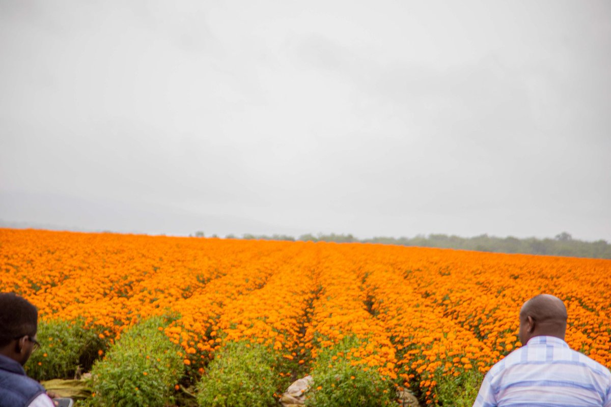 AgaciroPress's tweet photo. This is in @KayonzaDistrict, in #Ndego sector, where the company called #PRODEV decided to investe in Floriculture on area of 350 hectares which is used for flower farming, while another 350 hectares allocated to the livestock farming.

In Rwanda, floriculture is a growing sector due to the country’s favorable climate, fertile soils, and supportive government policies that encourage agricultural investment. Flower farms, especially those growing roses and ornamental plants, are increasingly contributing to export earnings and improving the livelihoods of local communities.

In many countries, floriculture has become an important economic activity because flowers have a high market value and strong demand, especially in Europe, Asia, and the Middle East. Commonly grown flowers include roses, carnations, lilies, orchids, and other ornamental plants.

Floriculture plays a significant role in economic development by generating foreign exchange through exports, creating employment opportunities and promoting modern agricultural technologies. It also contributes to the development of related sectors such as transport, packaging, and agro-processing. @RwandaLocalGov
@Ndagije__sam
@SamKabera @ryaf_agribiz @RwandaEast @PudenceR @harerimana_tito @murekajul @ryaf_agribiz @RwandaAgri @IFAD