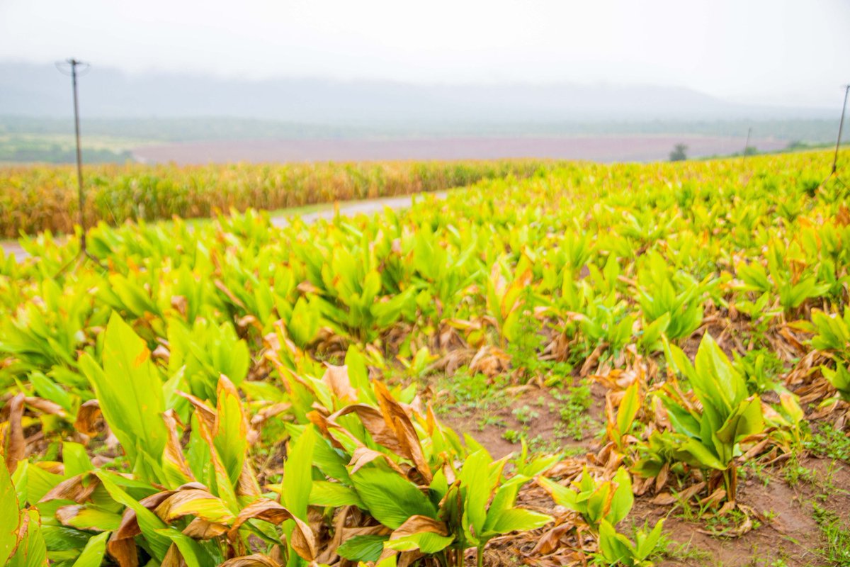 AgaciroPress's tweet photo. This is in @KayonzaDistrict, in #Ndego sector, where the company called #PRODEV decided to investe in Floriculture on area of 350 hectares which is used for flower farming, while another 350 hectares allocated to the livestock farming.

In Rwanda, floriculture is a growing sector due to the country’s favorable climate, fertile soils, and supportive government policies that encourage agricultural investment. Flower farms, especially those growing roses and ornamental plants, are increasingly contributing to export earnings and improving the livelihoods of local communities.

In many countries, floriculture has become an important economic activity because flowers have a high market value and strong demand, especially in Europe, Asia, and the Middle East. Commonly grown flowers include roses, carnations, lilies, orchids, and other ornamental plants.

Floriculture plays a significant role in economic development by generating foreign exchange through exports, creating employment opportunities and promoting modern agricultural technologies. It also contributes to the development of related sectors such as transport, packaging, and agro-processing. @RwandaLocalGov
@Ndagije__sam
@SamKabera @ryaf_agribiz @RwandaEast @PudenceR @harerimana_tito @murekajul @ryaf_agribiz @RwandaAgri @IFAD