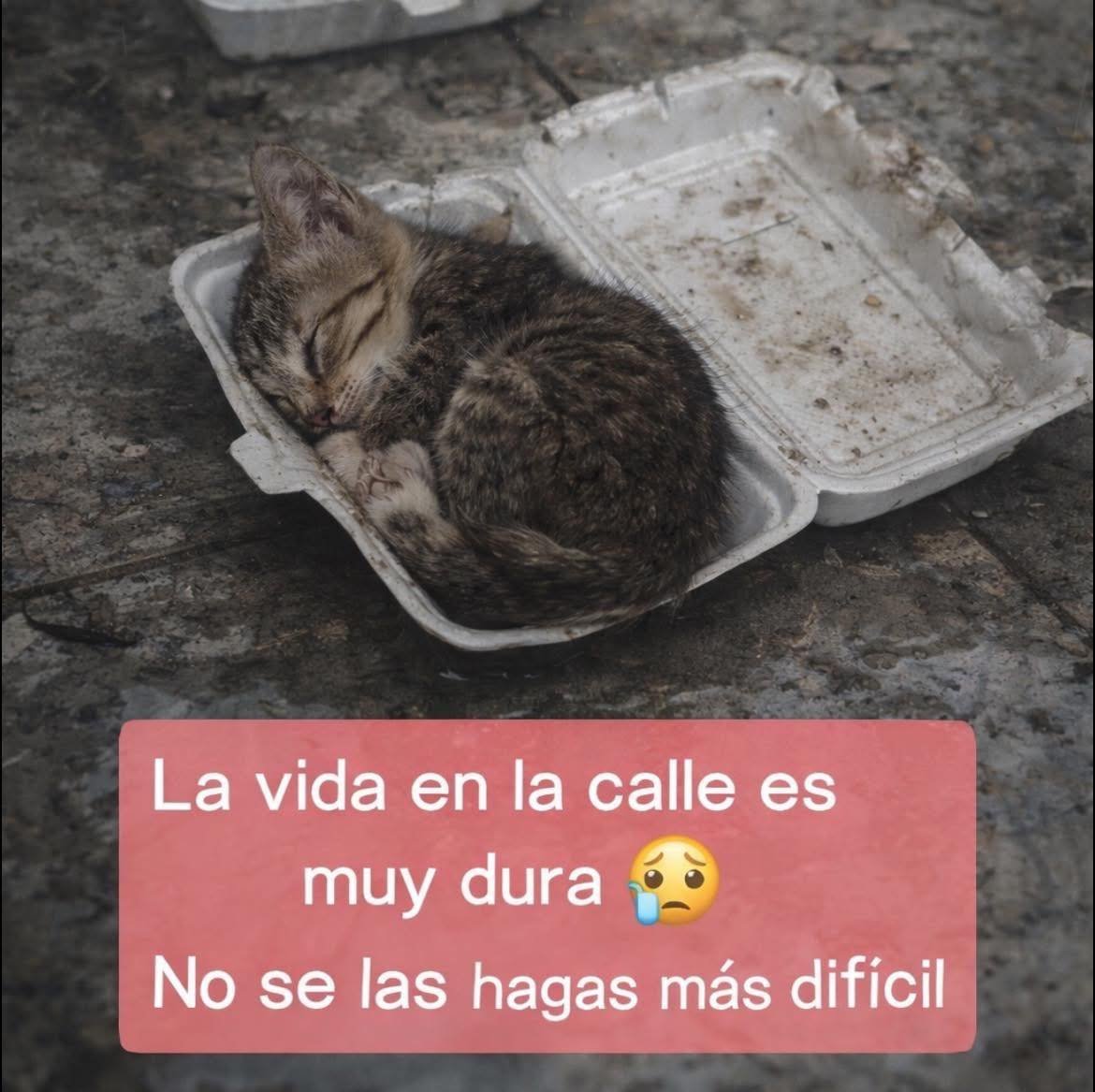 MsCiencia2's tweet image. Abramos las puertas.