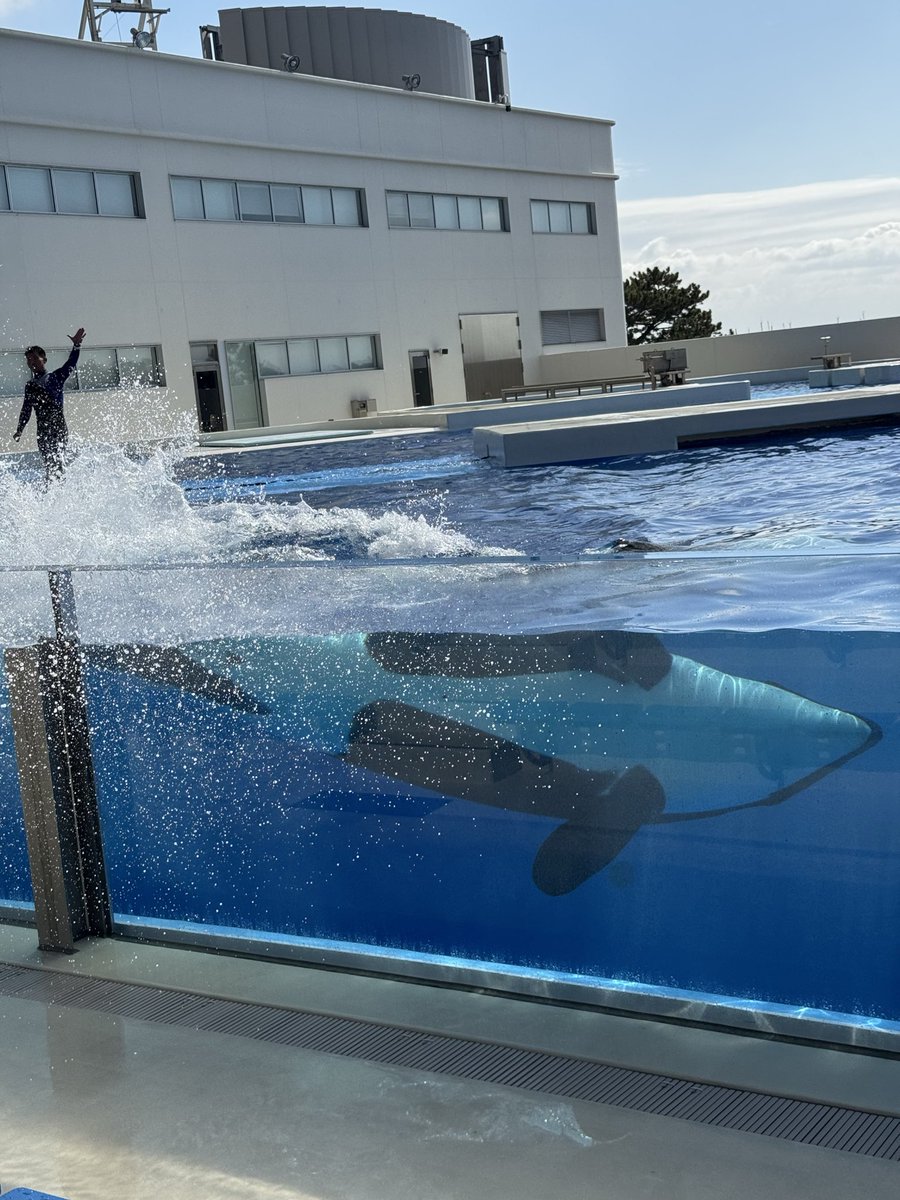 心も洗われたんですが、物理的にも洗われました
シャチさん…容赦ない

めっちゃ水かぶりました💦